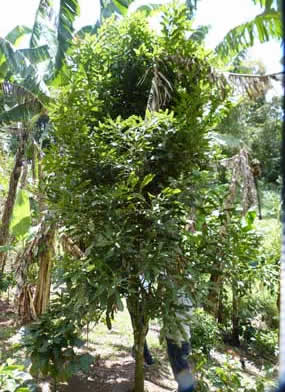 Macadamia tree